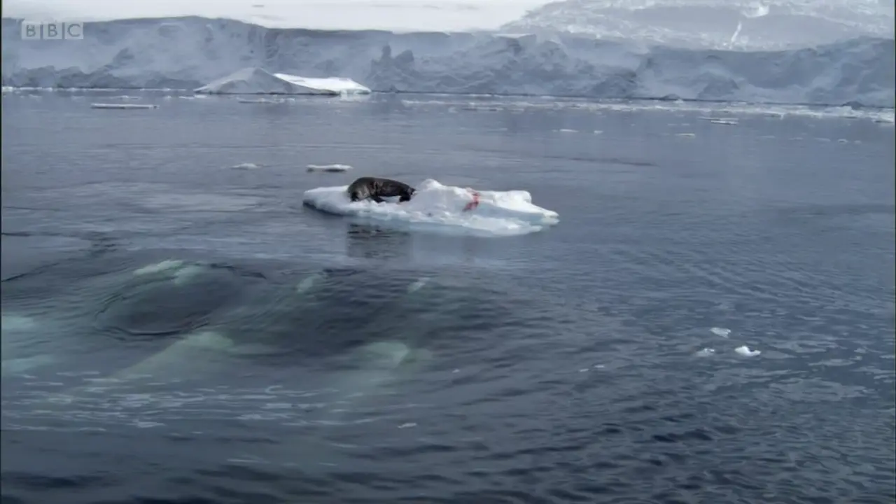 Killer whale (Orcinus orca) as shown in Frozen Planet - To the Ends of the Earth